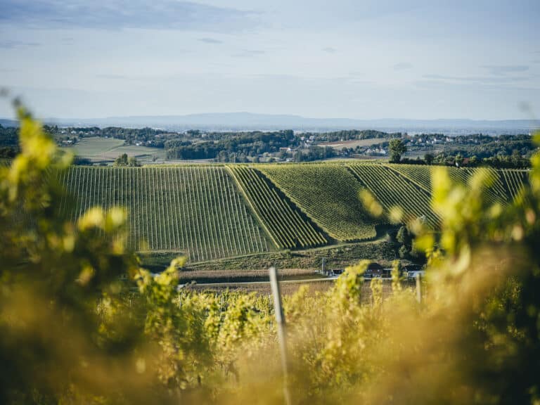 Weingut DVERI PAX © Stefan Leitner